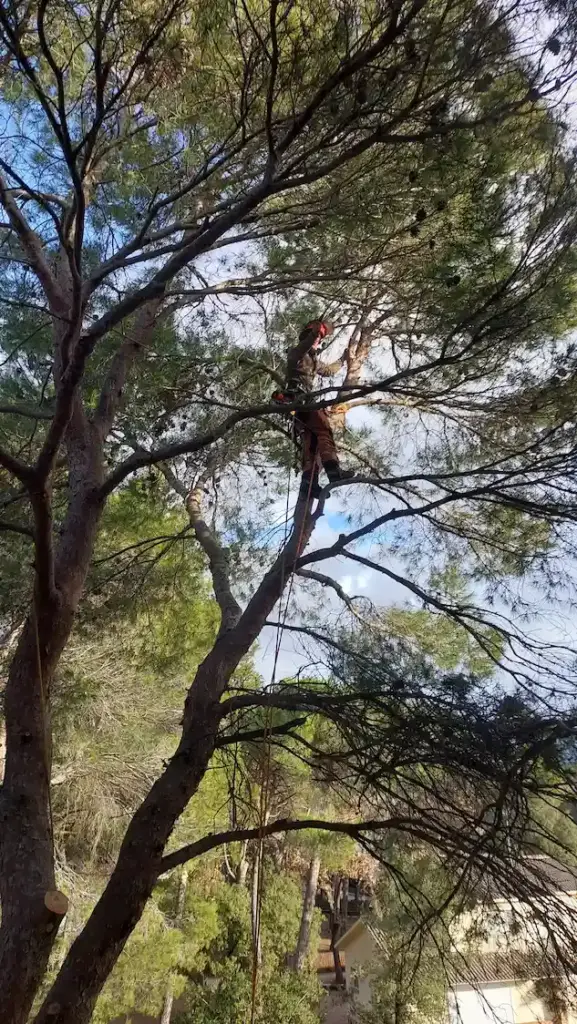poda de arboles en granollers