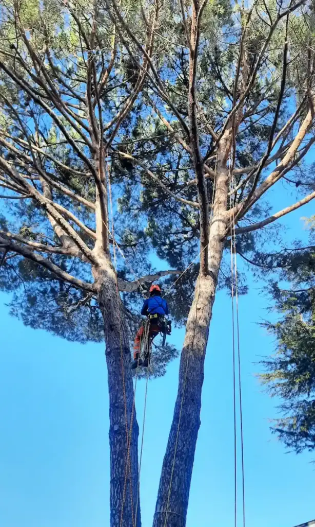 poda de arboles granollers
